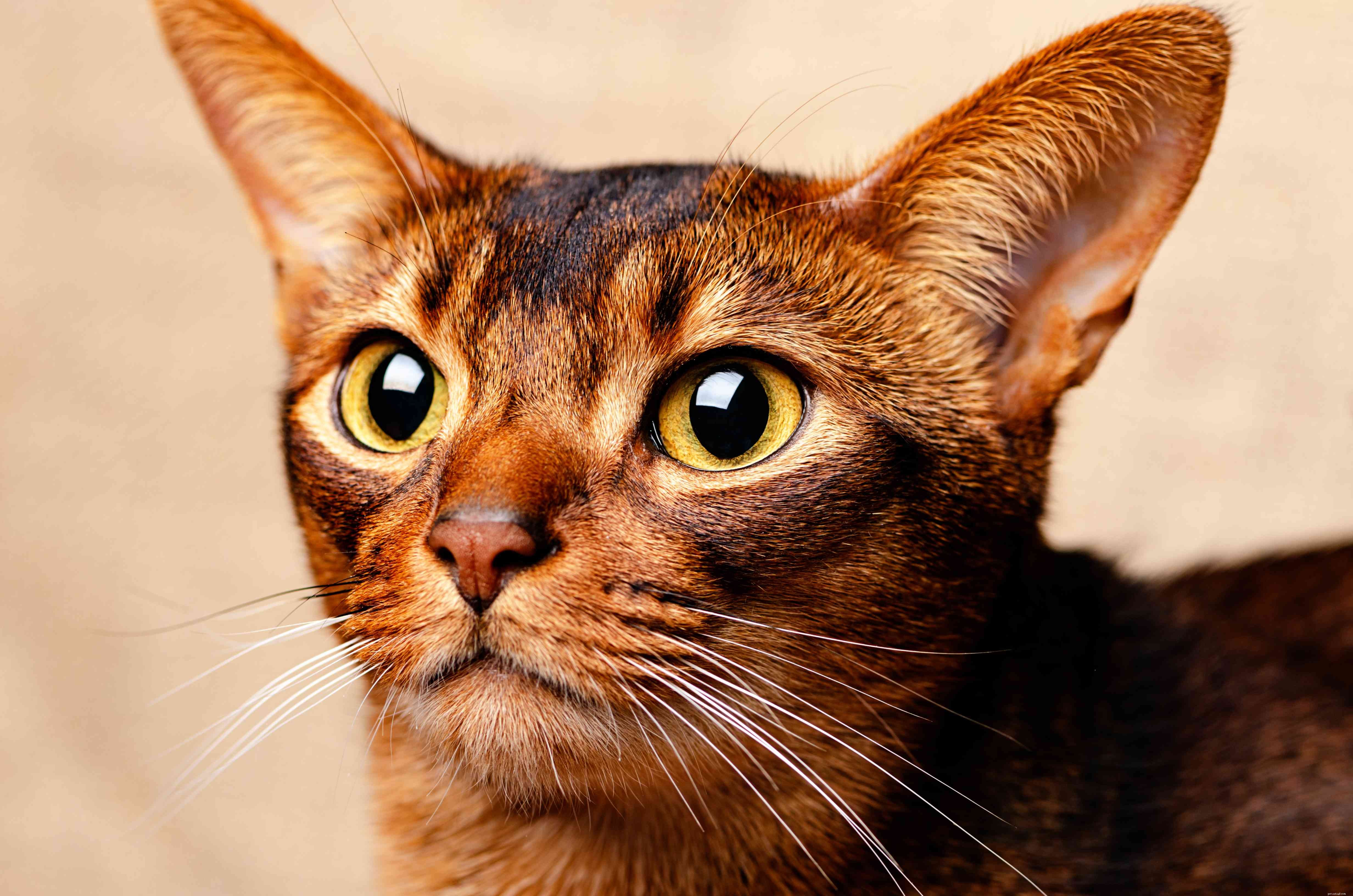 10 Small Cat Breeds: Compact, Charming, and Perfect for Apartment Living