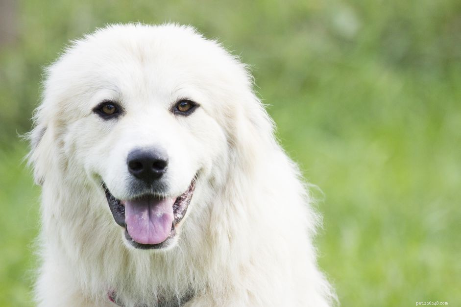 62 Elegant Names for the Majestic Great Pyrenees