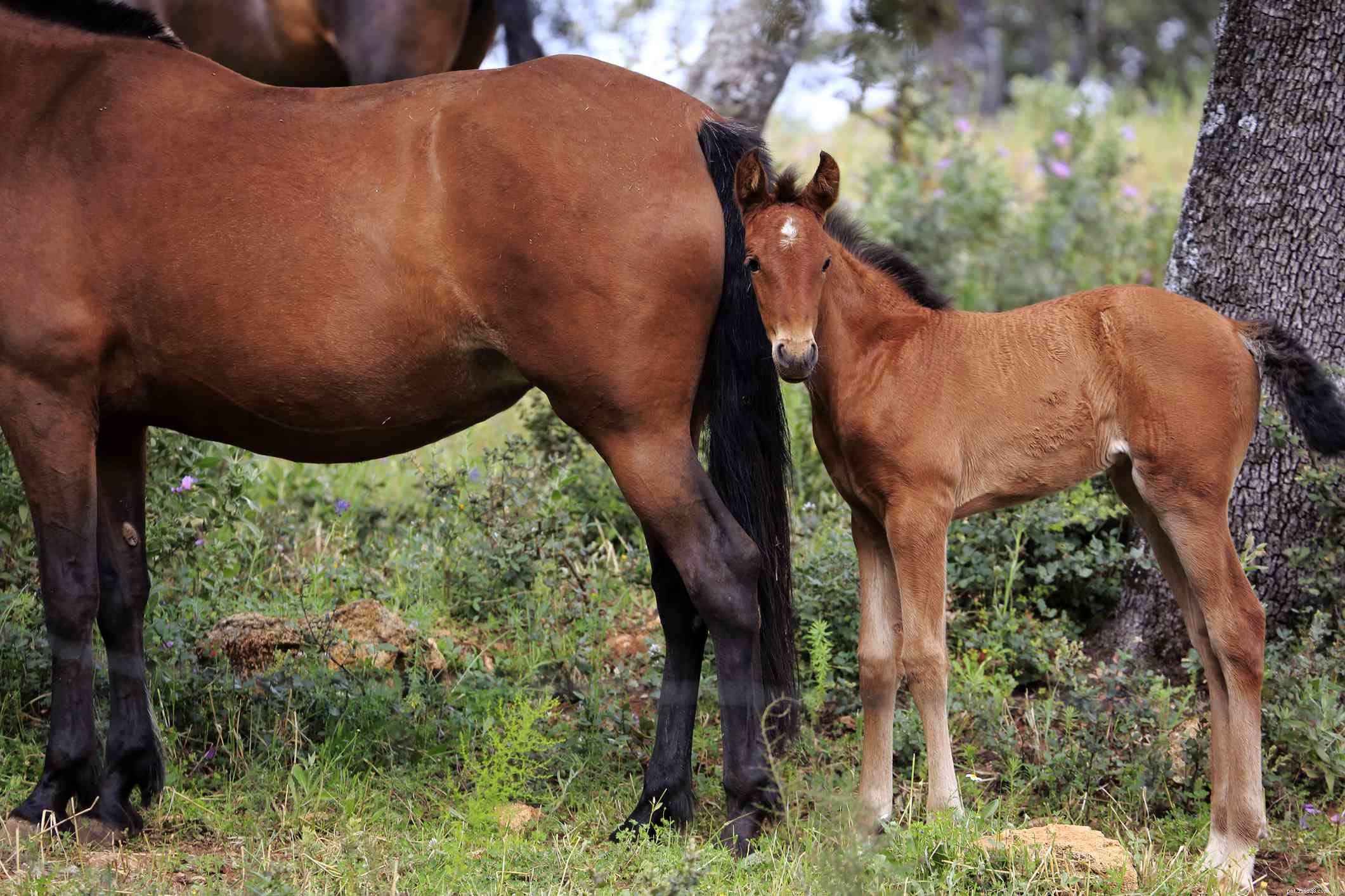 Andalusian Horse Profile: History, Traits, and Ownership Guide