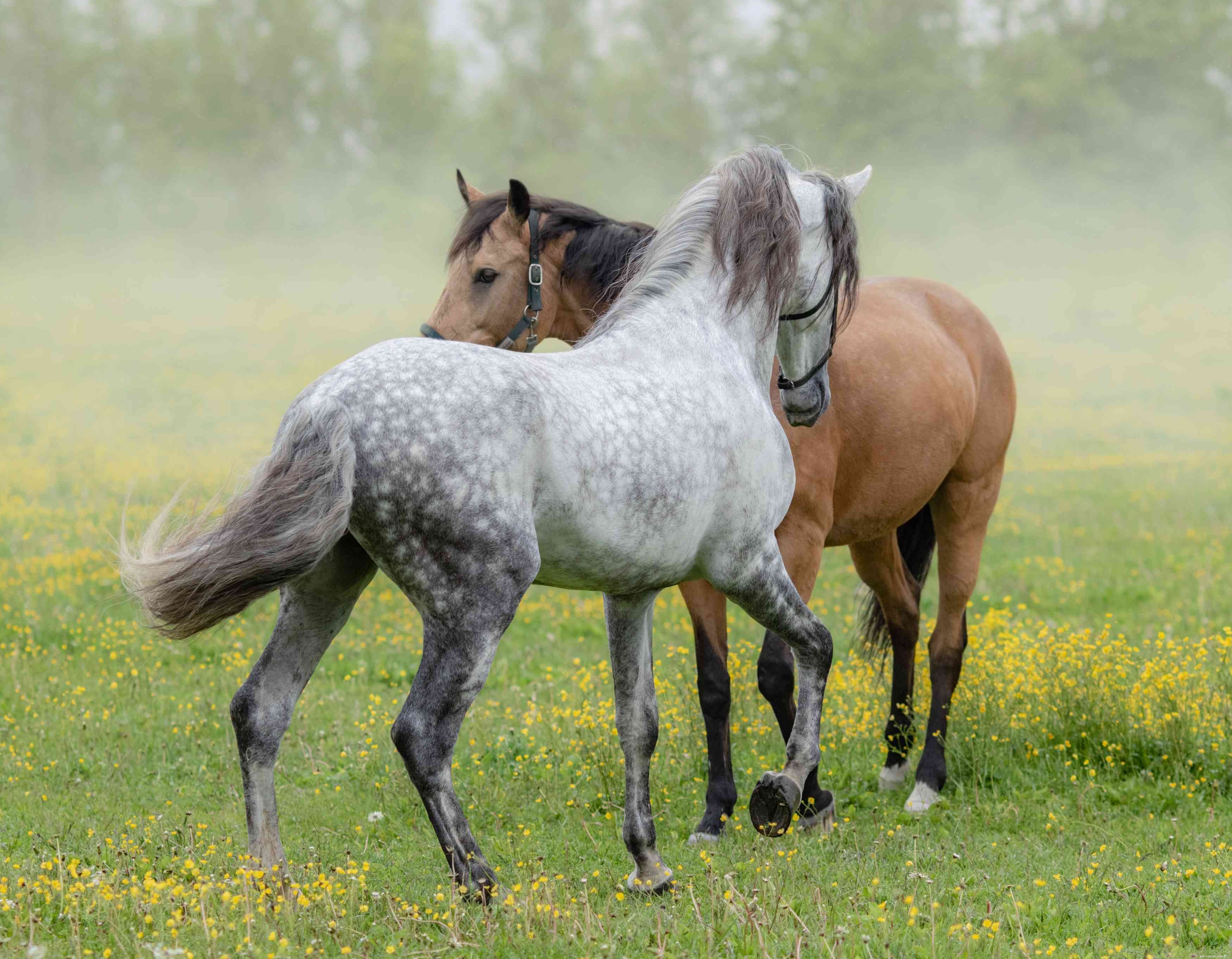 Andalusian Horse Profile: History, Traits, and Ownership Guide