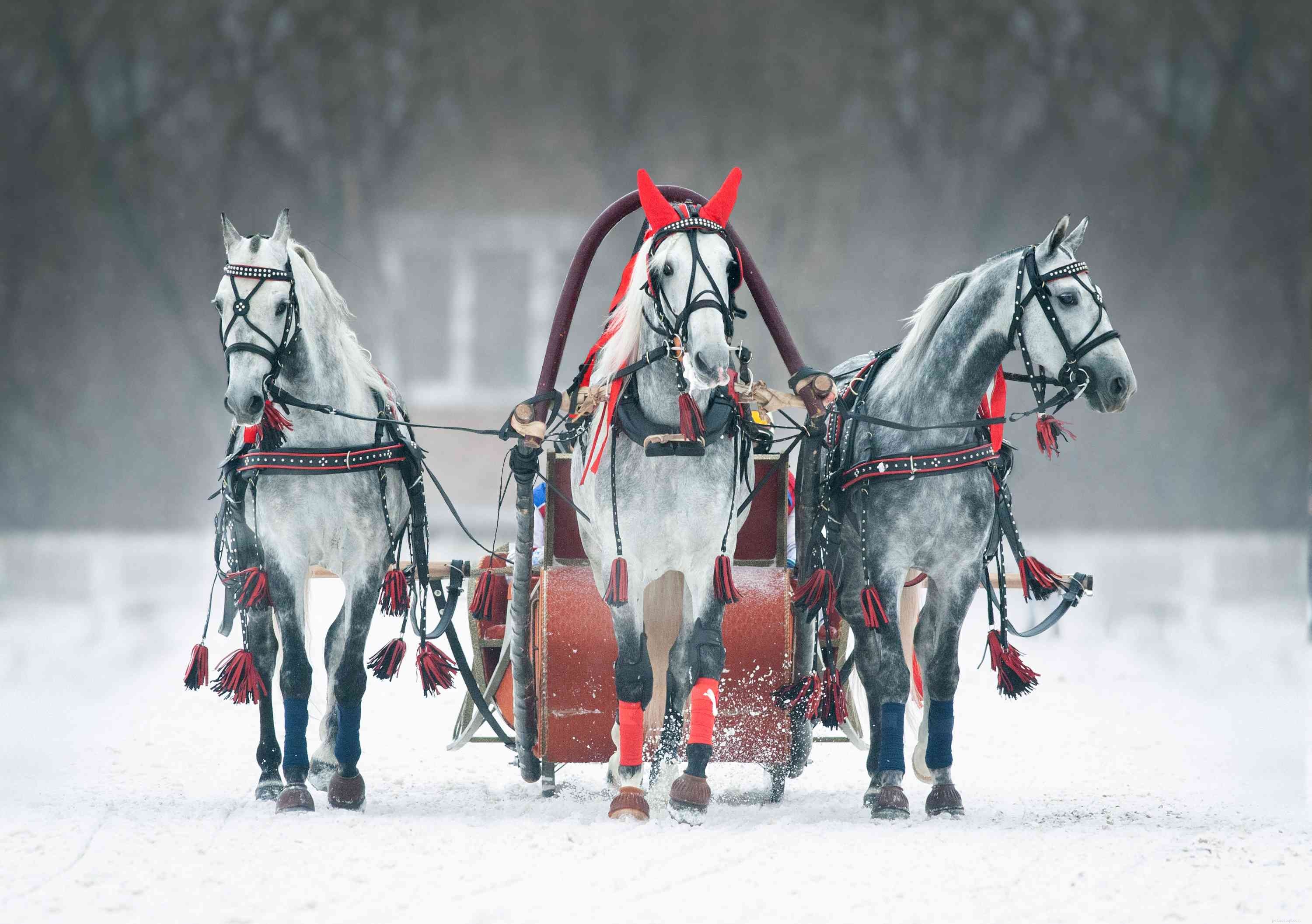 Orlov Trotter: History, Traits, and Modern Day Care