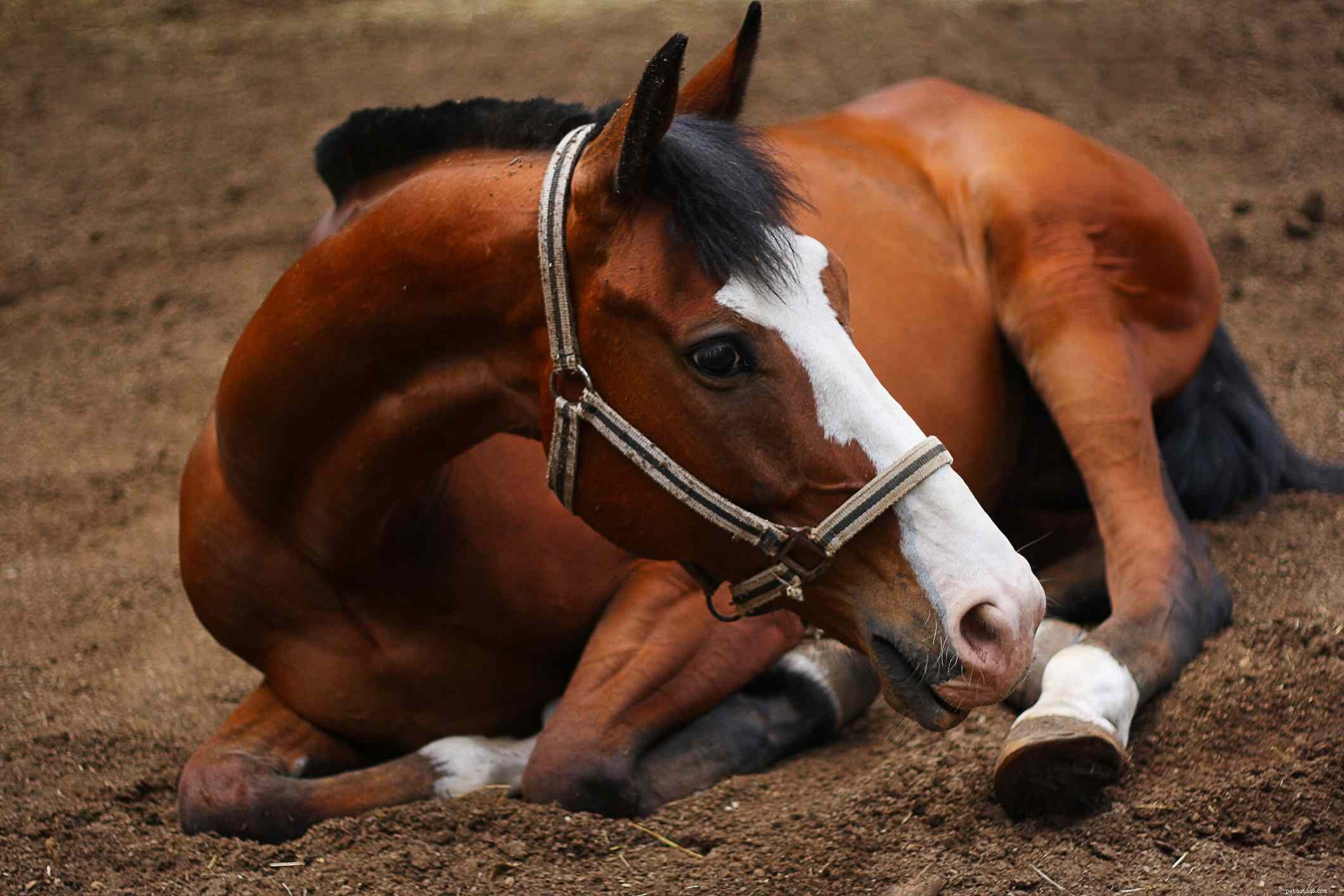 Orlov Trotter: History, Traits, and Modern Day Care