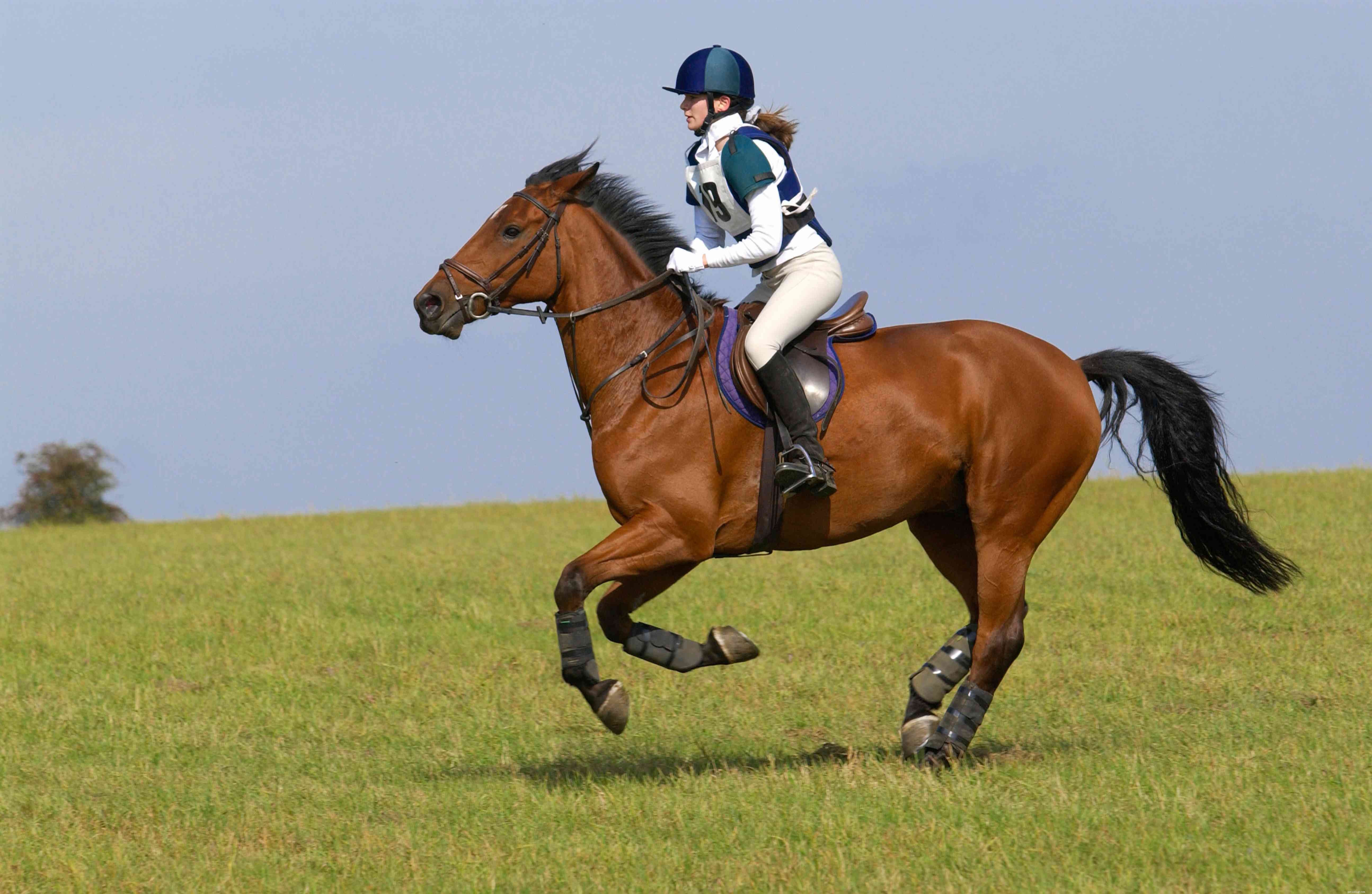 Cleveland Bay Horses: Heritage, Traits, and Care Guide
