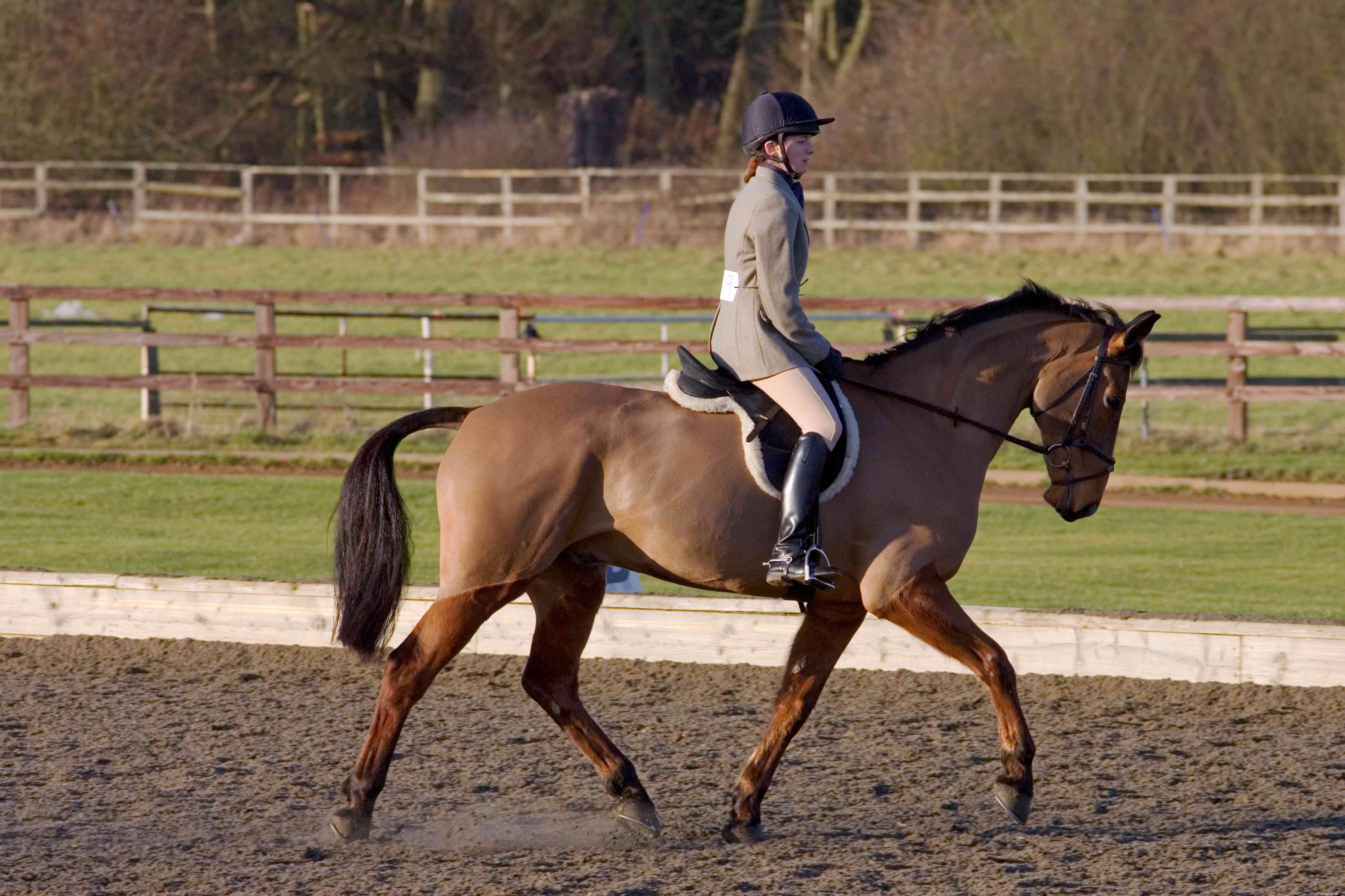 Cleveland Bay Horses: Heritage, Traits, and Care Guide