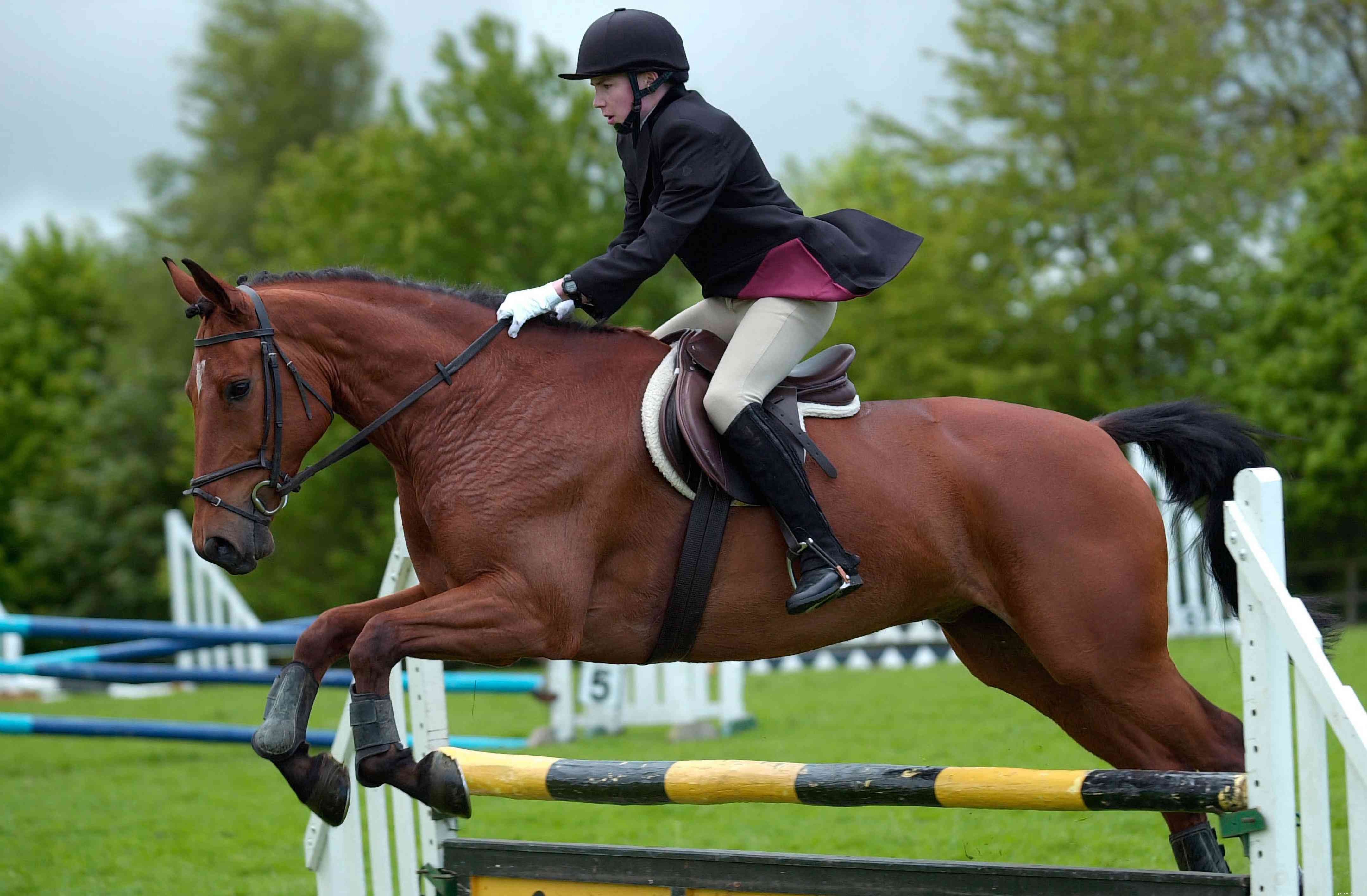 Cleveland Bay Horses: Heritage, Traits, and Care Guide
