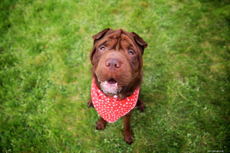 53 Authentic Chinese Dog Names: A Heritage-Inspired Guide