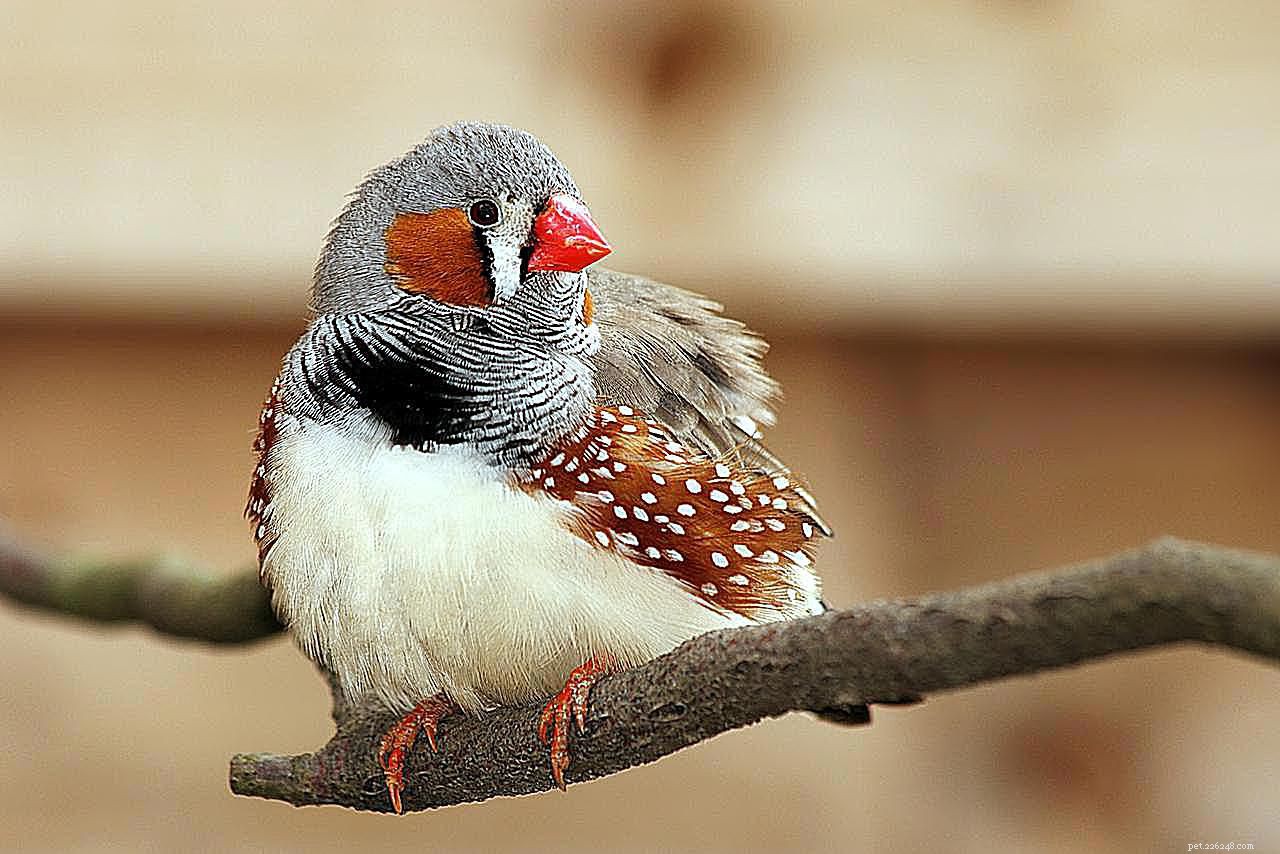 8 Best Apartment-Friendly Birds for Quiet, Small Spaces