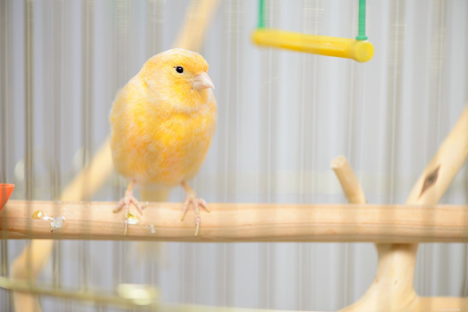 8 Best Apartment-Friendly Birds for Quiet, Small Spaces