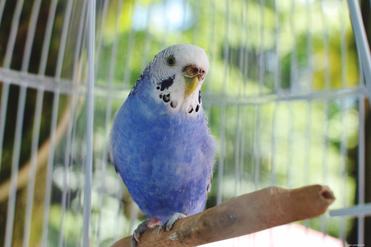 8 Best Apartment-Friendly Birds for Quiet, Small Spaces