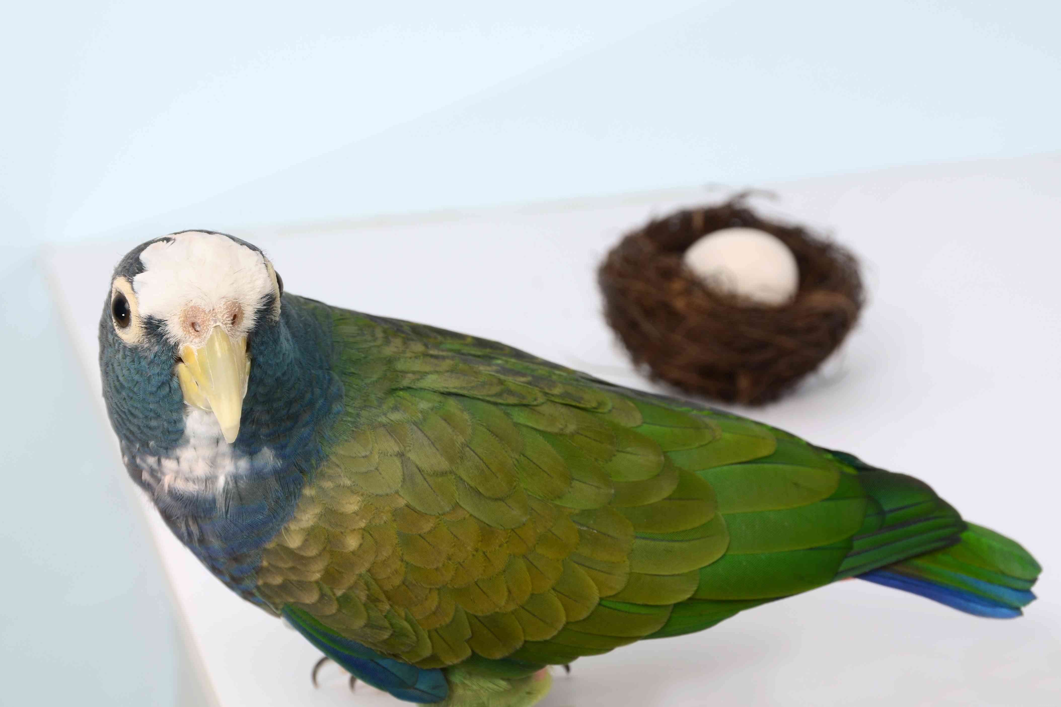 8 Best Apartment-Friendly Birds for Quiet, Small Spaces