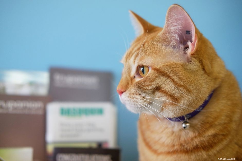 Understanding Feline Coronavirus: Risks, Prevention, and Cross-Species Transmission