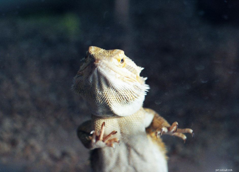 Prevent Glass Surfing in Bearded Dragons: Causes, Symptoms & Effective Solutions