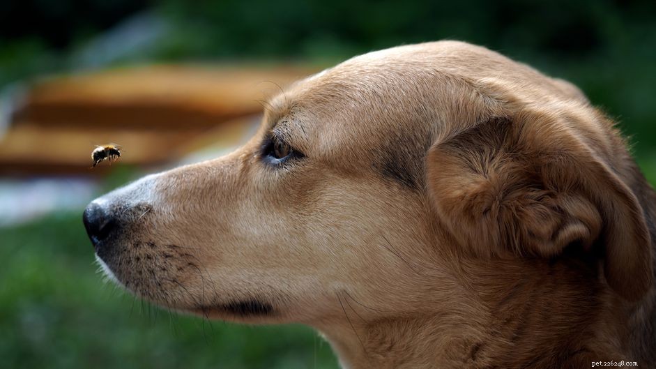 Understanding Bee Stings in Dogs: Symptoms, Risks, and Care