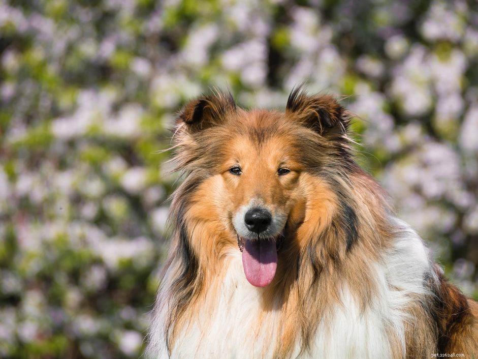 75 Timeless Dog Names: Classic, Vintage, and Unisex Choices