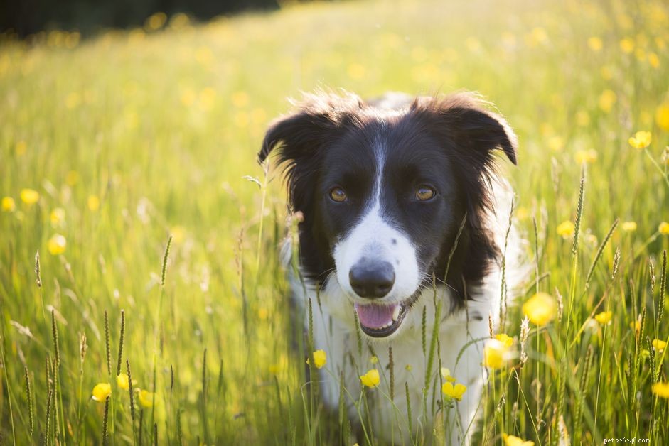 75 Trendy Names for Female Dogs – Stylish Choices for Every Pup