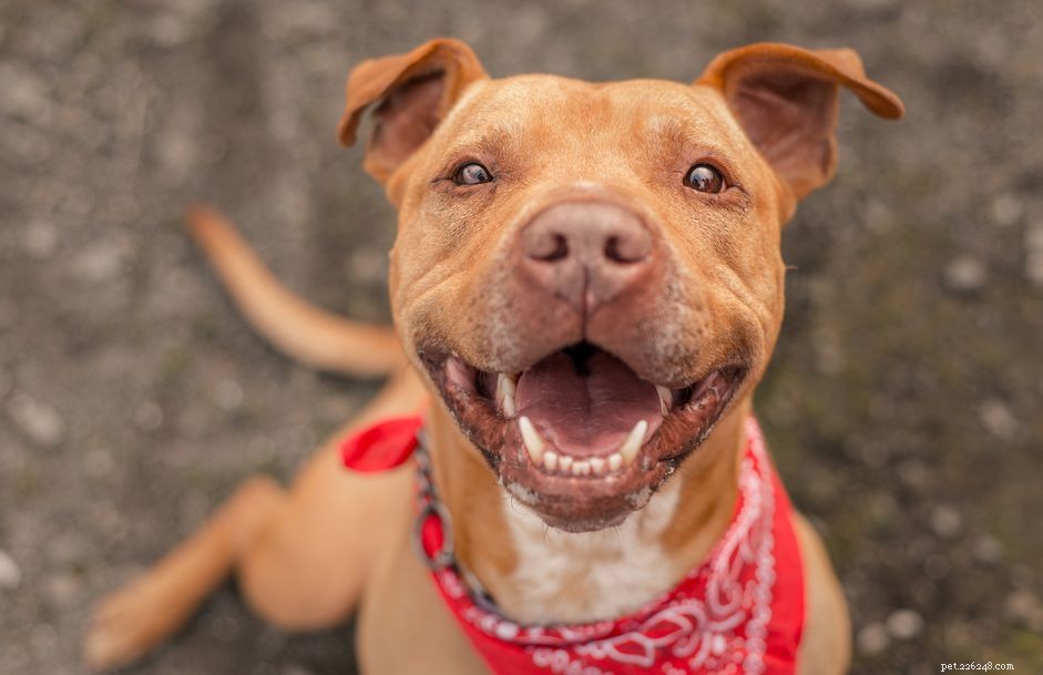 43 Timeless Latin Dog Names – Classic, Elegant, & Inspiring