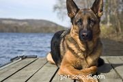 68 Authentic German Dog Names – Traditional & Modern Picks