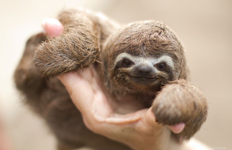 Is a Sloth the Right Pet for You? Expert Guide on Care & Legality