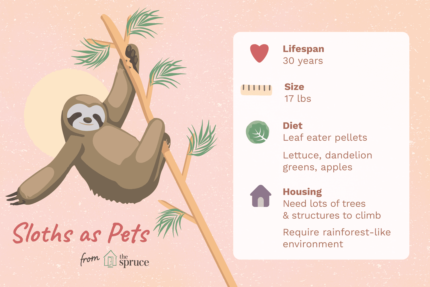 Is a Sloth the Right Pet for You? Expert Guide on Care & Legality