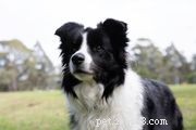 50 Elegant White Dog Names for Your Pure or Mixed-Breed Companion