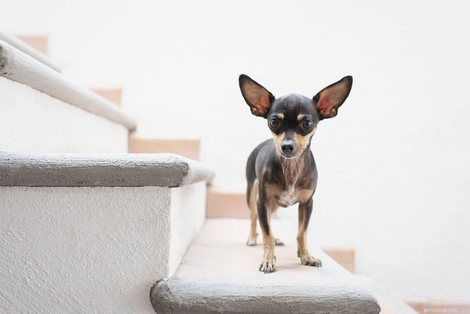 105 Charming Names for Small Dogs: Pick the Perfect Fit