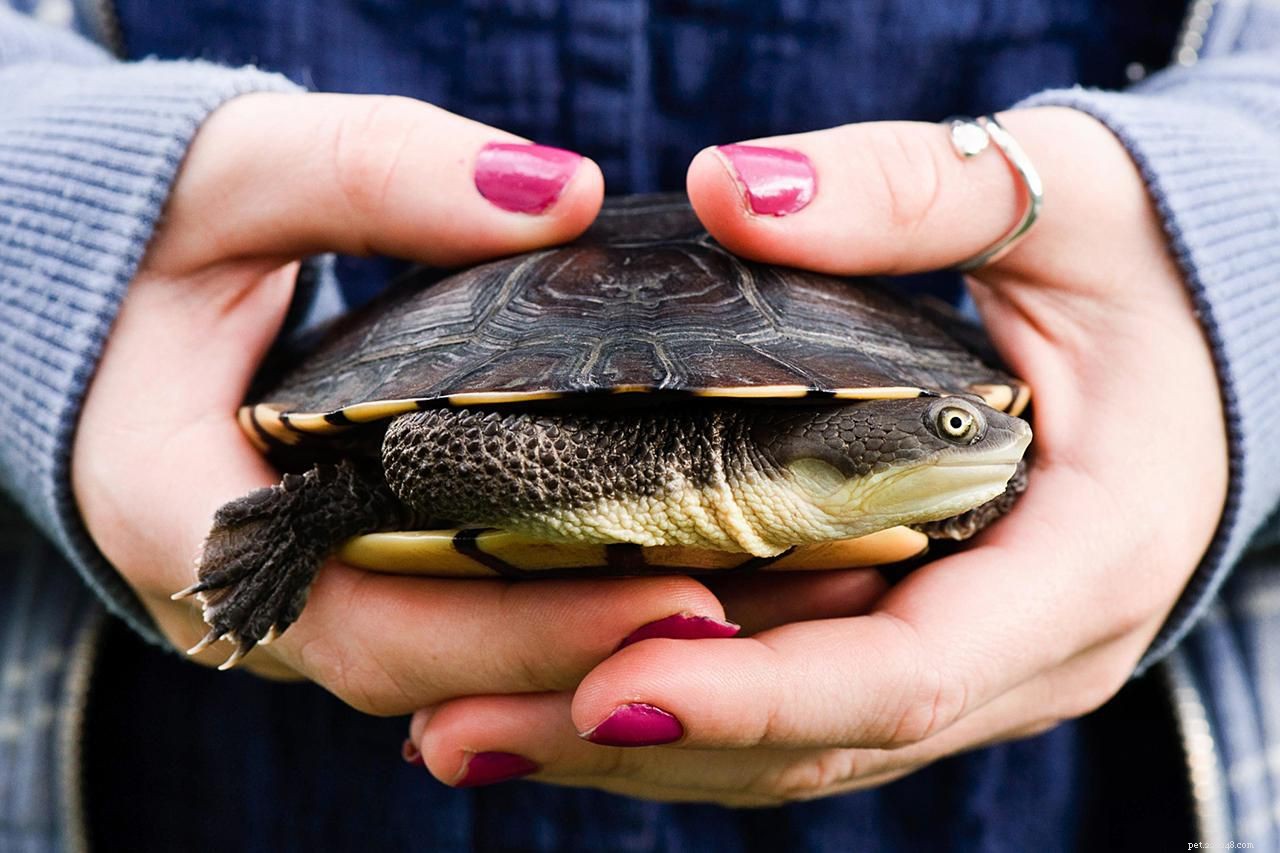 Preventing Salmonella in Pet Turtles: Essential Hygiene Tips