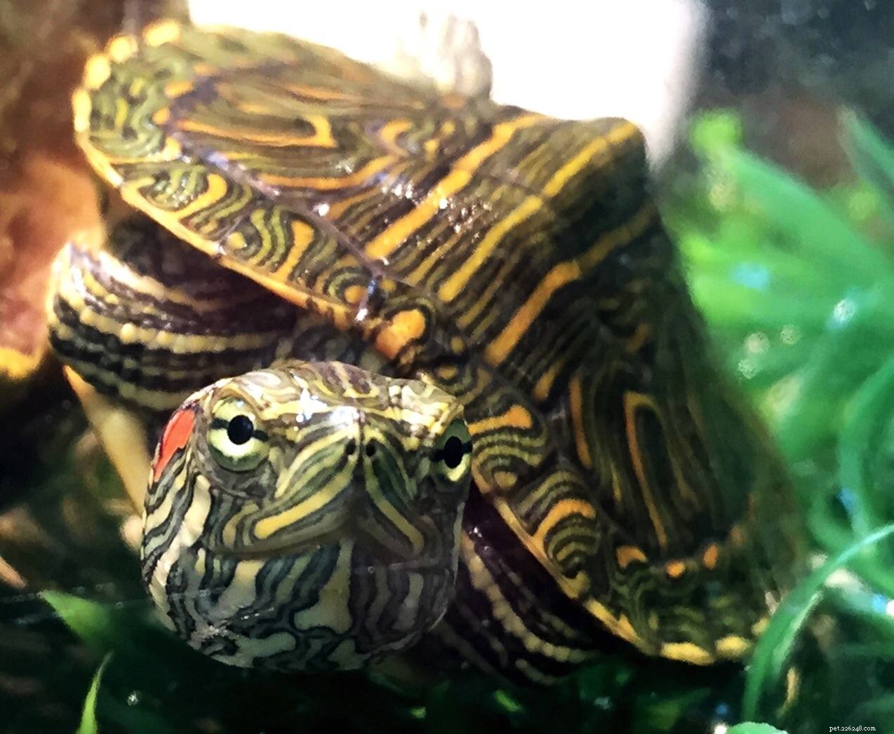 Preventing Salmonella in Pet Turtles: Essential Hygiene Tips