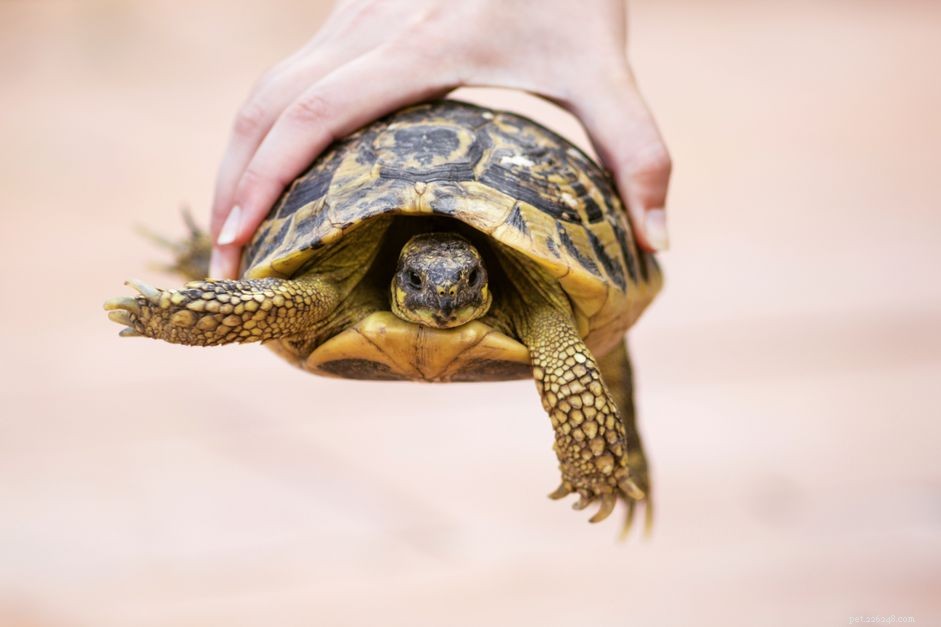 Preventing Salmonella in Pet Turtles: Essential Hygiene Tips