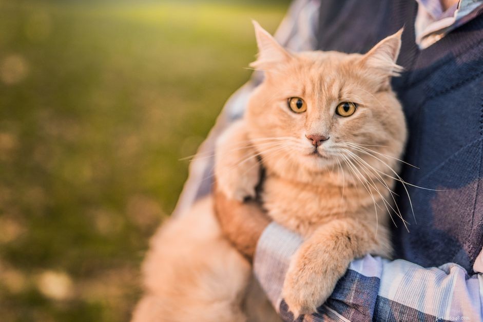 Understanding Dementia in Cats: Signs, Causes, and Care