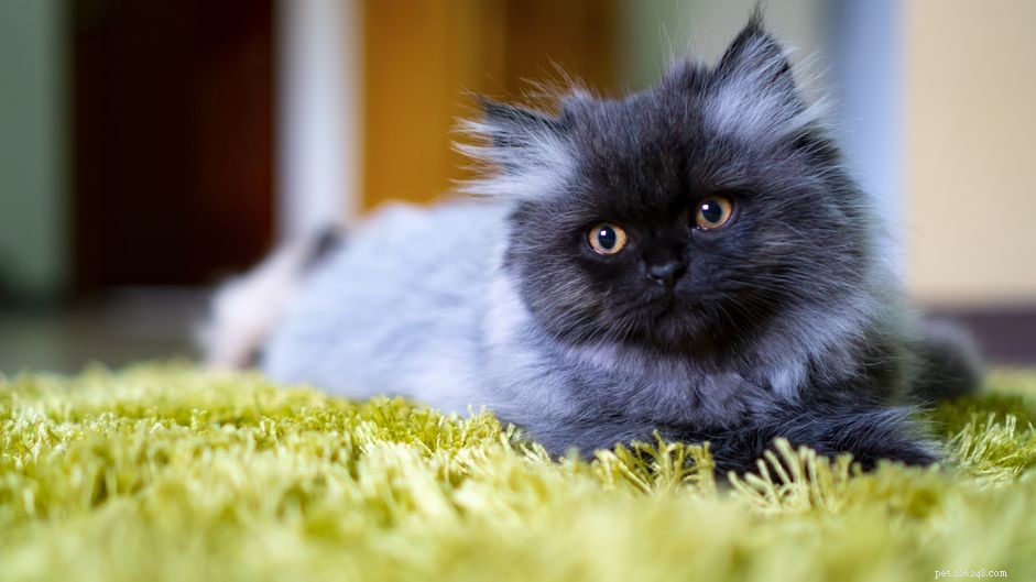 15 Refined Names for Your Persian Cat
