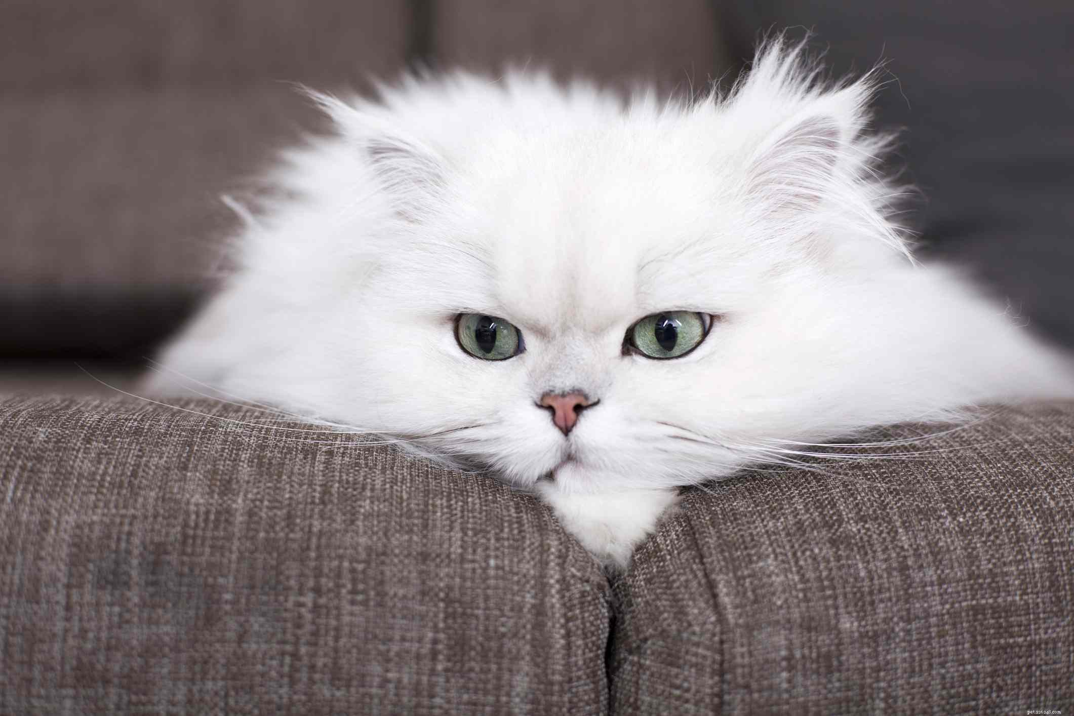 15 Refined Names for Your Persian Cat