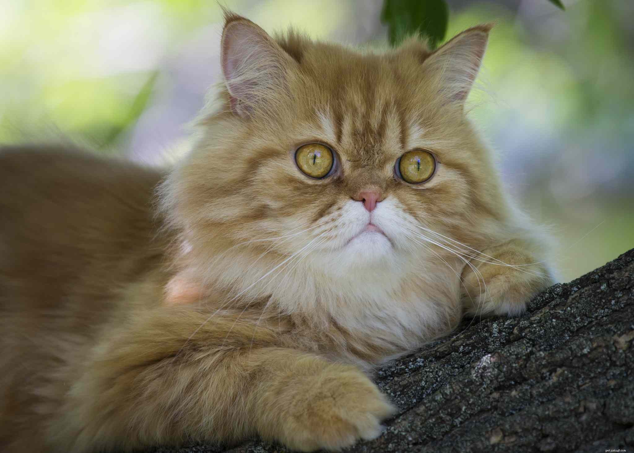 15 Refined Names for Your Persian Cat