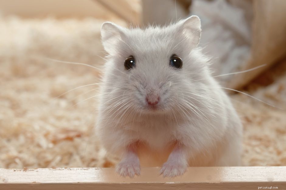 H & I Exotic Pet Names: Creative Picks for Your Unique Companion