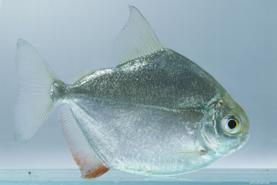 Silver Dollar Fish: Characteristics, Care, and Breeding Guide