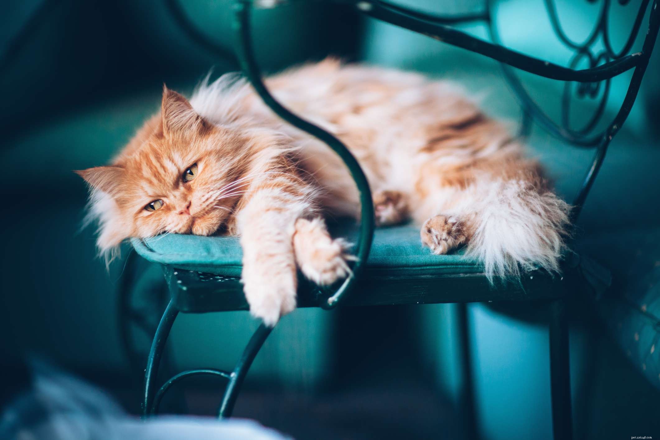 Top 15 Movie-Inspired Cat Names to Spark Your Imagination