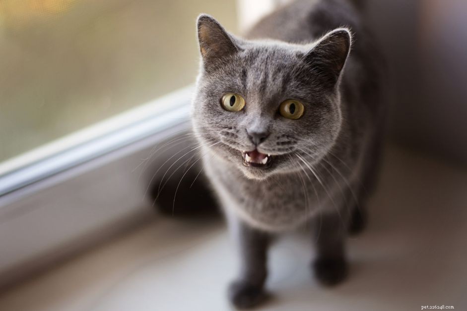 Top 15 Movie-Inspired Cat Names to Spark Your Imagination
