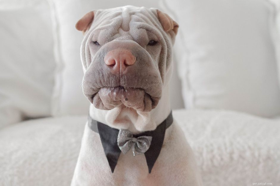 15 Charming Names for Your Male Dog