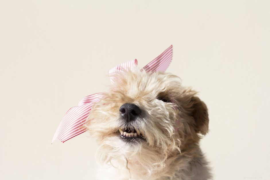 15 Adorable Names for Female Dogs: Cute & Easy to Learn