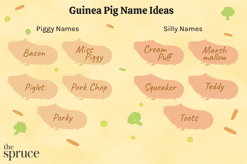 100 Creative & Charming Names for Your Guinea Pig – Expert Tips