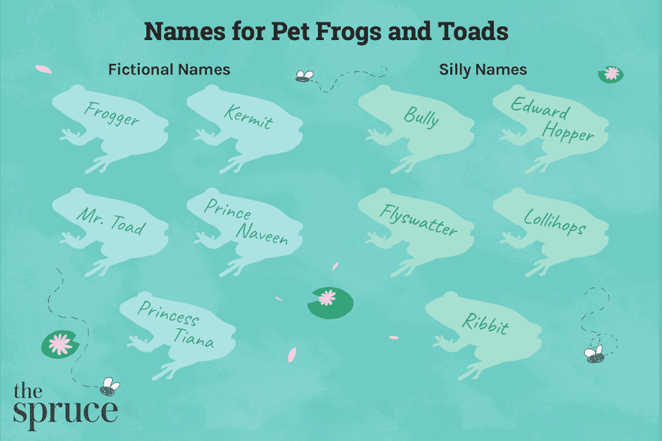 100 Creative Names for Your Pet Frog or Toad: Male, Female & Fun Ideas