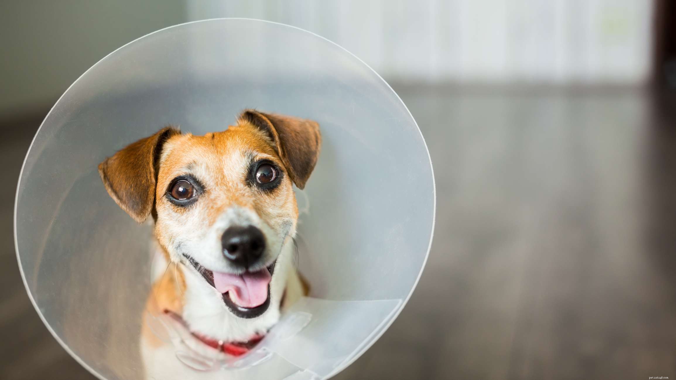 How to Know if Your Male Dog Has Been Neutered: Key Indicators Explained