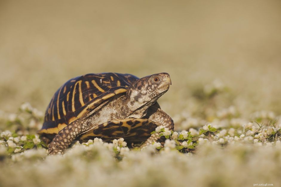 Ornate Box Turtle: Comprehensive Species Profile & Care Guide