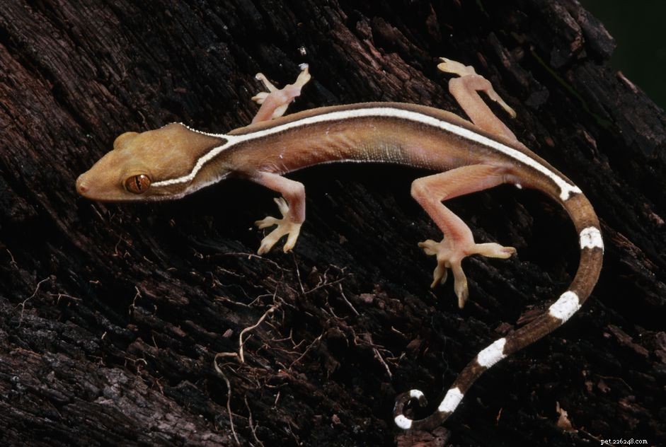 White‑Lined Gecko: Comprehensive Species Profile & Care Guide