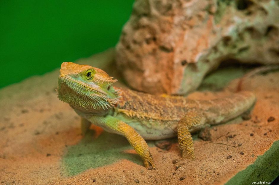 Bearded Dragon Profile: Care, Behavior, and Health Guide