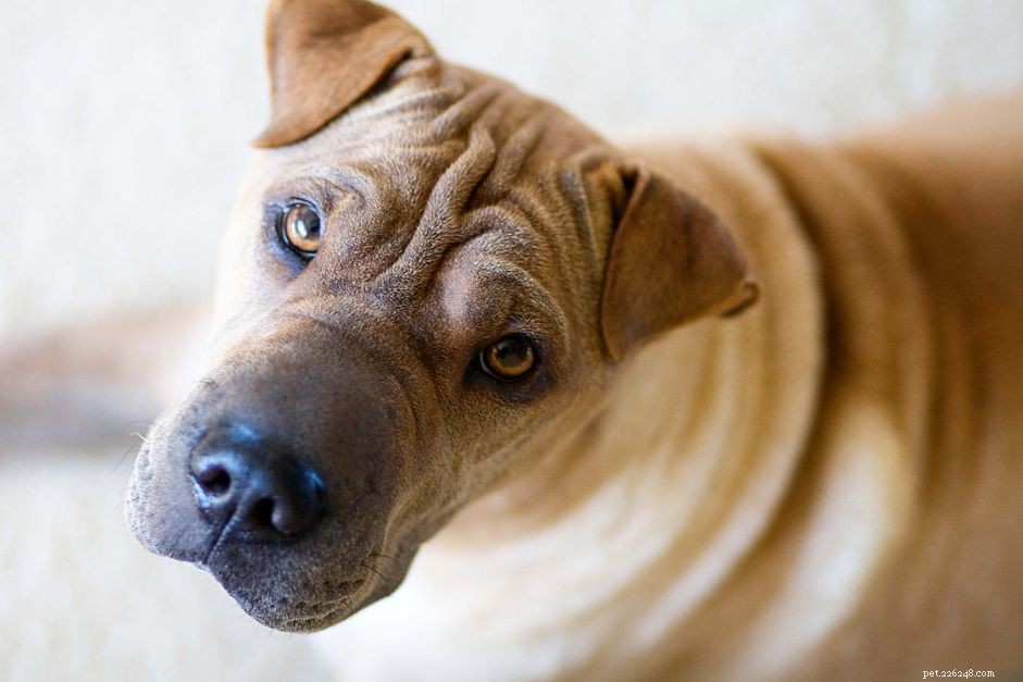 Effective House‑Training for Adult Dogs: Step‑by‑Step Guide