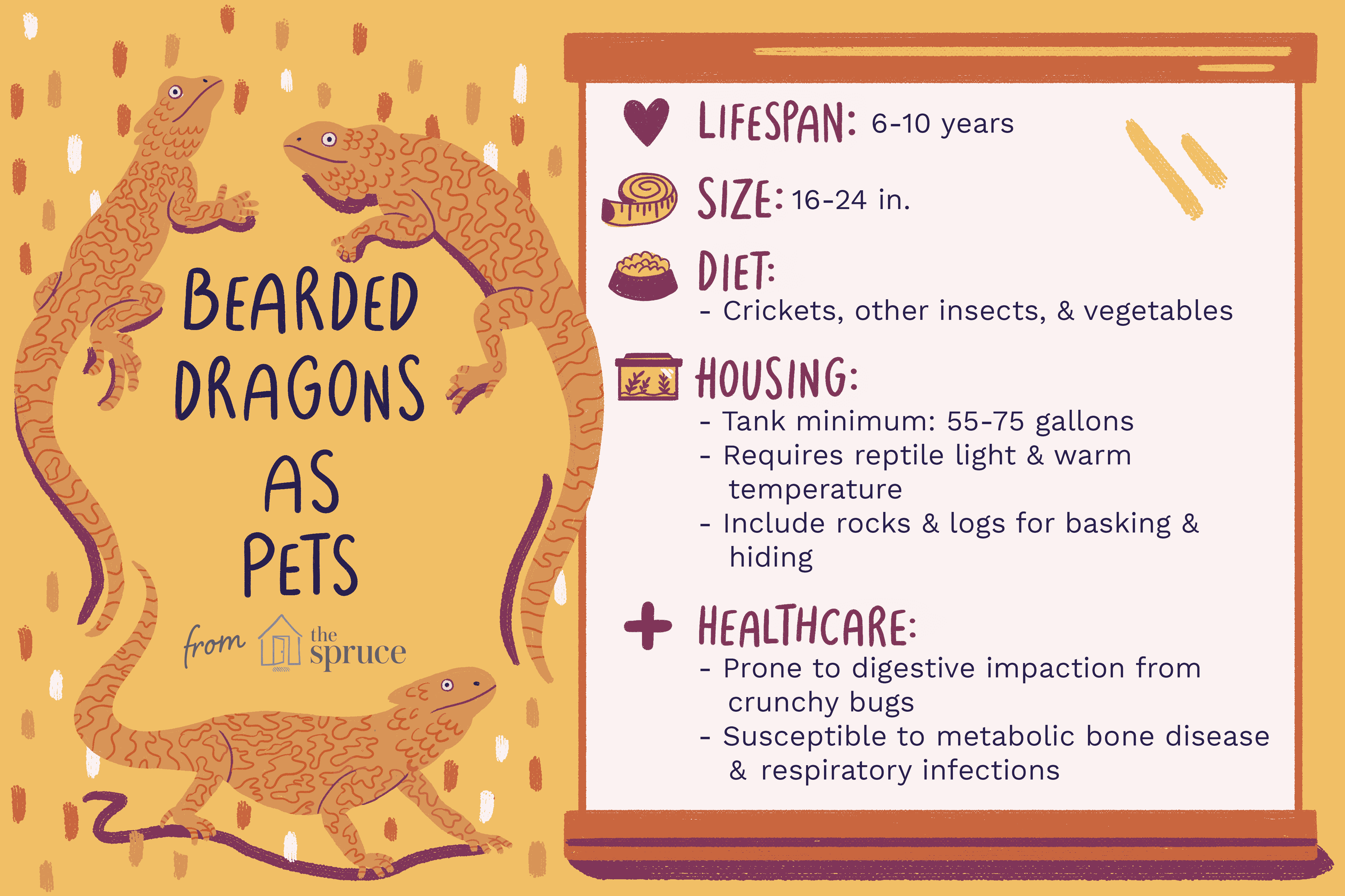 Bearded Dragon Profile: Care, Behavior, and Health Guide