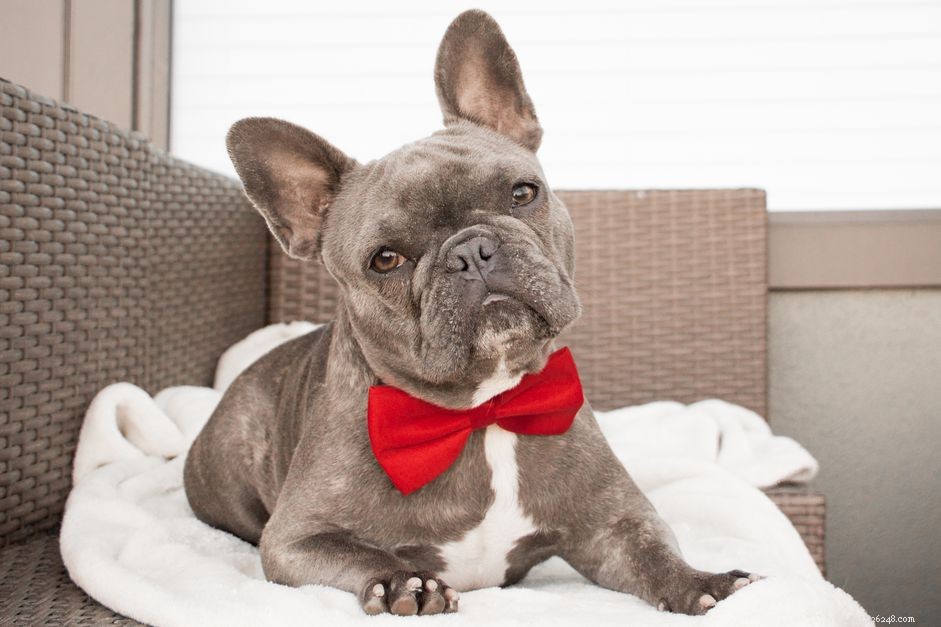 102 Elegant & Classy Dog Names to Elevate Your Pet s Style