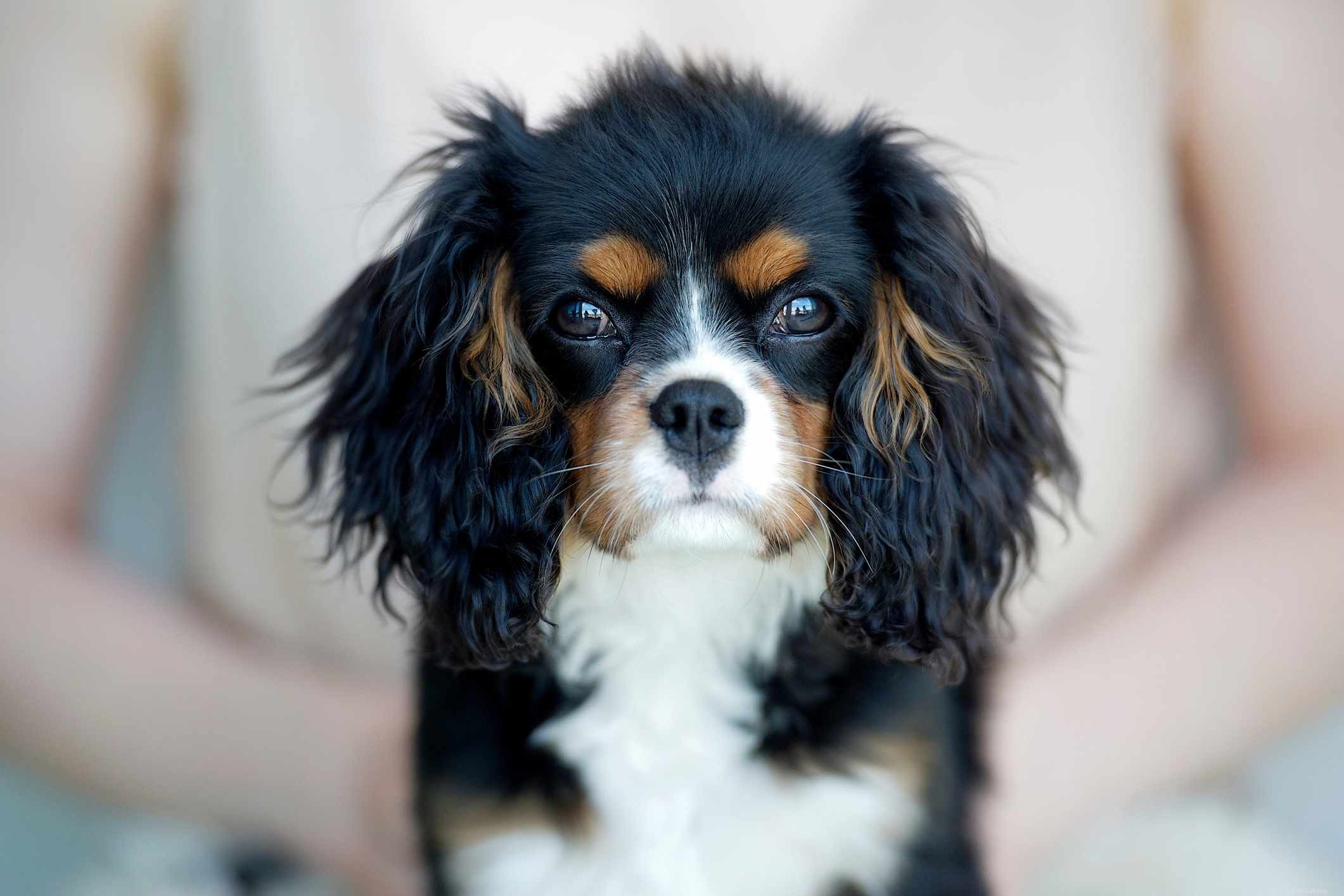 102 Elegant & Classy Dog Names to Elevate Your Pet s Style