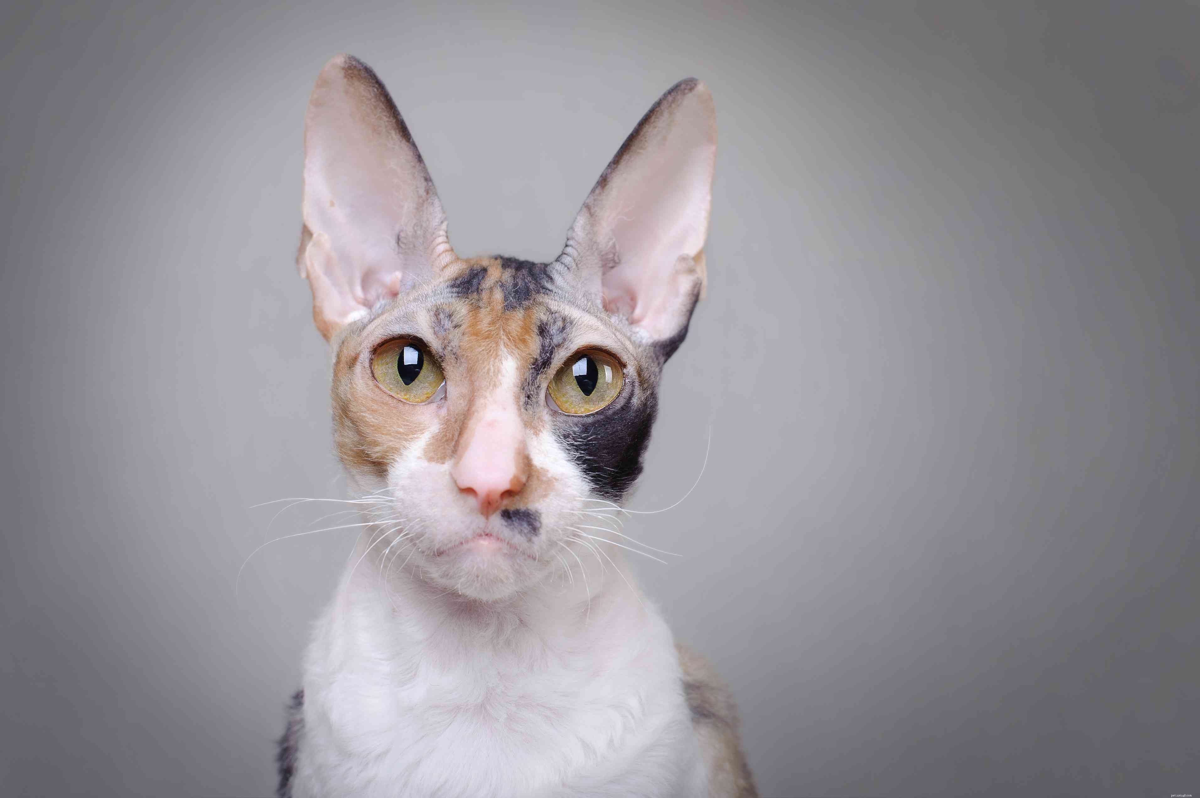 15 Cat Breeds Known for Their Strikingly Large Eyes