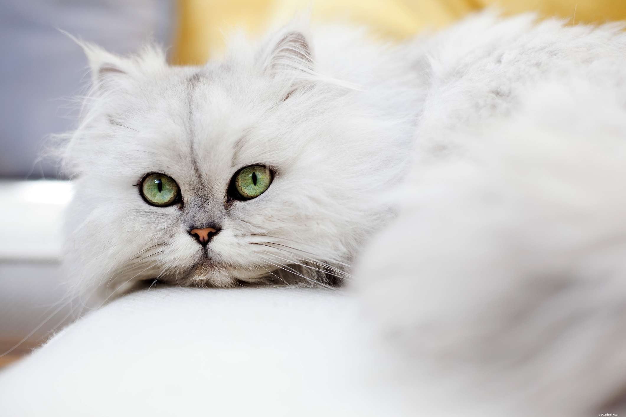 15 Cat Breeds Known for Their Strikingly Large Eyes